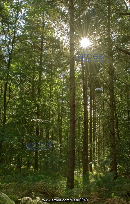 : 80190173 Sunlight - through trees in forest Surrey : 80190173 Sunlight - through trees in forest Surrey