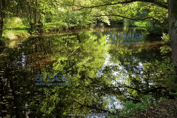 : 80190174 Trees - reflected in river Surrey, UK Robin : 80190174 Trees - reflected in river Surrey, UK Robin