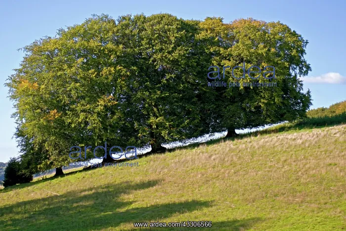 : 80190175 Beech Trees - on hill Surrey, UK Fagus : 80190175 Beech Trees - on hill Surrey, UK Fagus