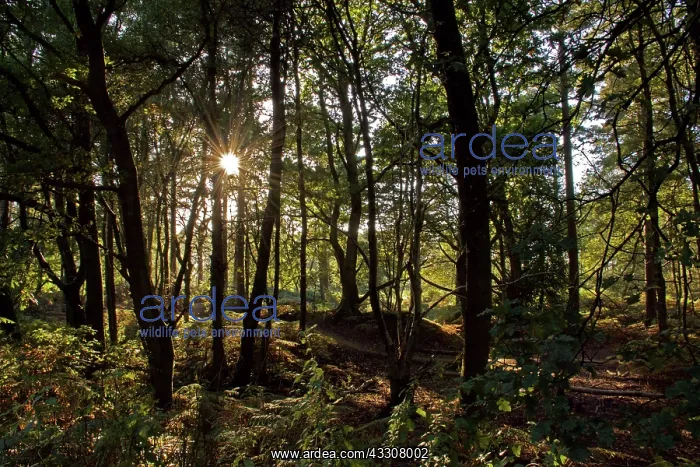 : 80190176 Sunlight - through trees in forest Surrey : 80190176 Sunlight - through trees in forest Surrey