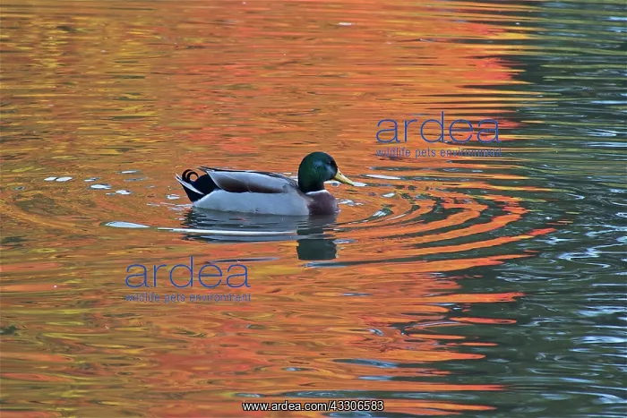 : 80190177 Mallard - male in water with colour reflections : 80190177 Mallard - male in water with colour reflections