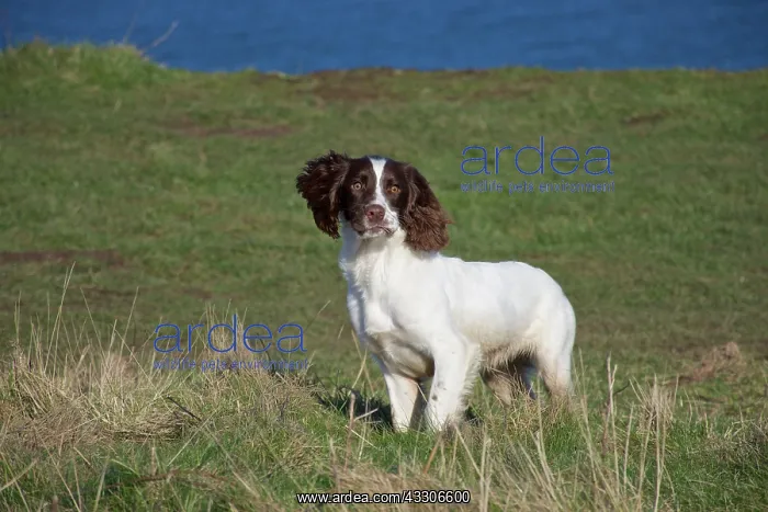 : 80190179 Dog - Springer Spaniel - running in field : 80190179 Dog - Springer Spaniel - running in field