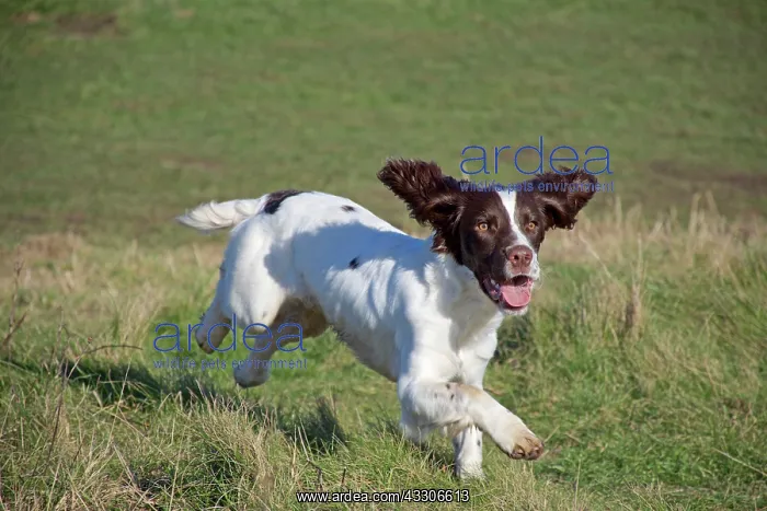 : 80190180 Dog - Springer Spaniel - running in field : 80190180 Dog - Springer Spaniel - running in field