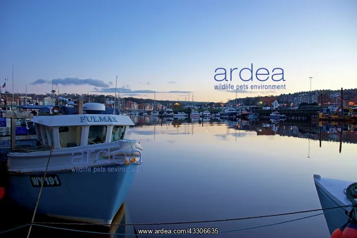 : 80190182 Whitby - harbour with boats and bridge : 80190182 Whitby - harbour with boats and bridge