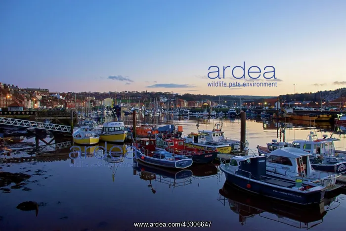  : 80190183 Whitby - harbour with boats and bridge