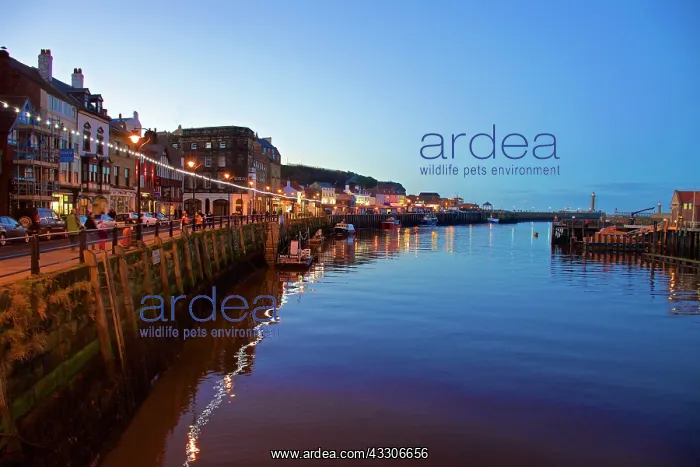 : 80190184 Whitby - harbour with boats and bridge : 80190184 Whitby - harbour with boats and bridge