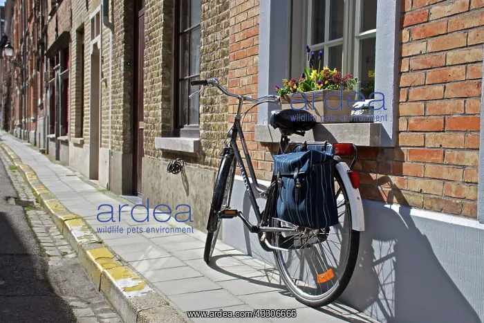 : 80190185 Bicycle - leaning up against house Brussels : 80190185 Bicycle - leaning up against house Brussels
