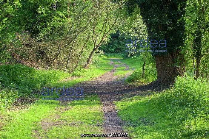 : 80190186 Track - shady path through woods Middlesex : 80190186 Track - shady path through woods Middlesex