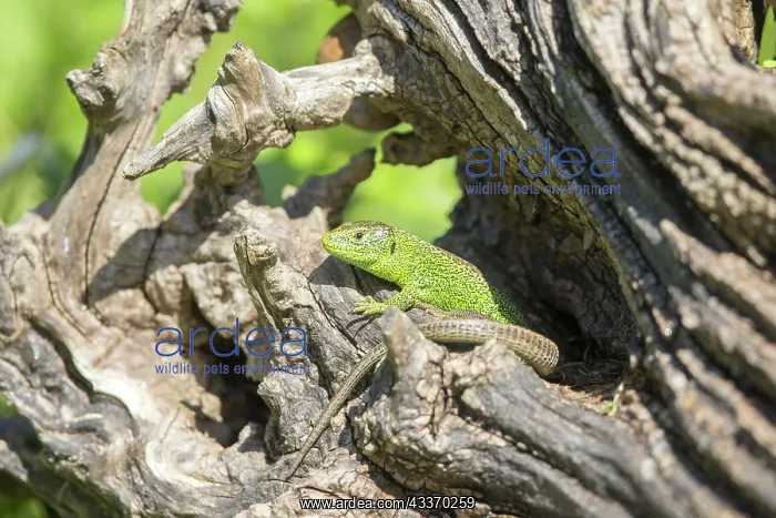 : 80190187 Sand Lizard - adult male Bas Rhin, France : 80190187 Sand Lizard - adult male Bas Rhin, France