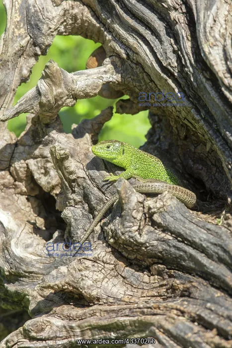 : 80190188 Sand Lizard - adult male Bas Rhin, France : 80190188 Sand Lizard - adult male Bas Rhin, France