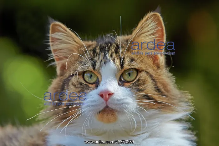 : 80190191 Cat Alpes-Maritimes, France M. Watson All : 80190191 Cat Alpes-Maritimes, France M. Watson All