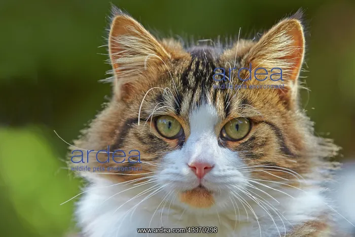 : 80190192 Cat Alpes-Maritimes, France M. Watson All : 80190192 Cat Alpes-Maritimes, France M. Watson All