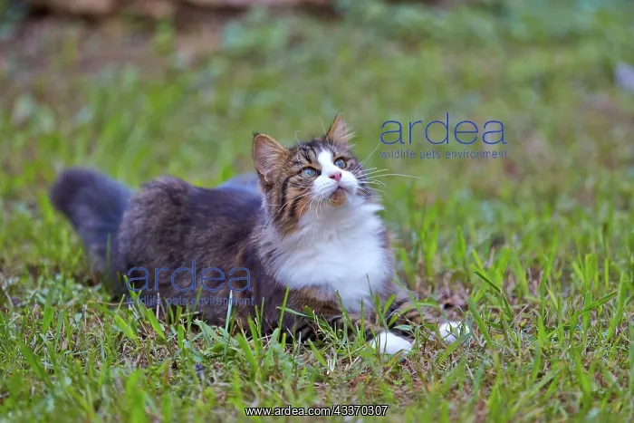 : 80190193 Cat Alpes-Maritimes, France M. Watson All : 80190193 Cat Alpes-Maritimes, France M. Watson All
