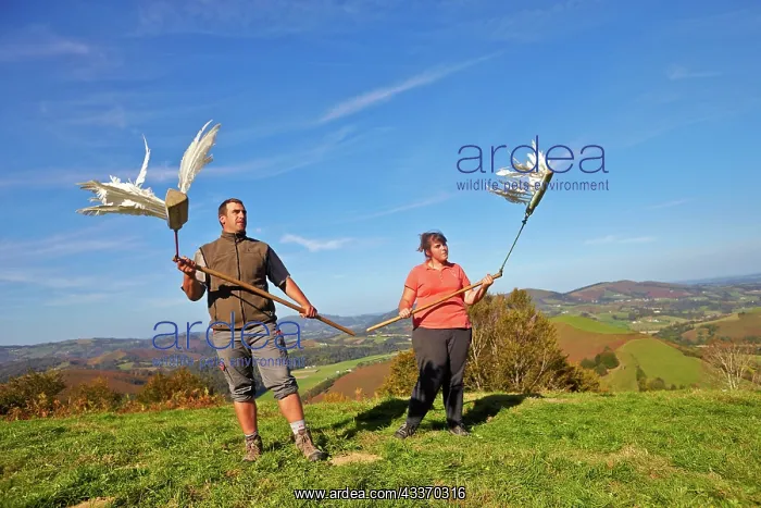 : 80190194 Wood Pigeon Hunting - scaring pigeons to : 80190194 Wood Pigeon Hunting - scaring pigeons to