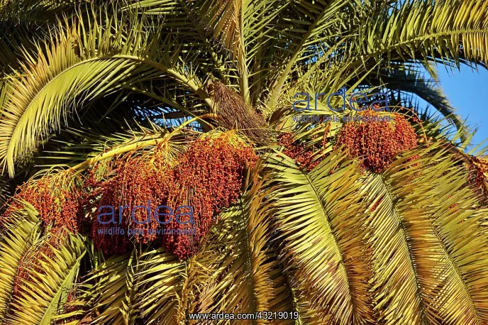 : 80190195 Palm Tree with fruit Alpes-Maritimes : 80190195 Palm Tree with fruit Alpes-Maritimes