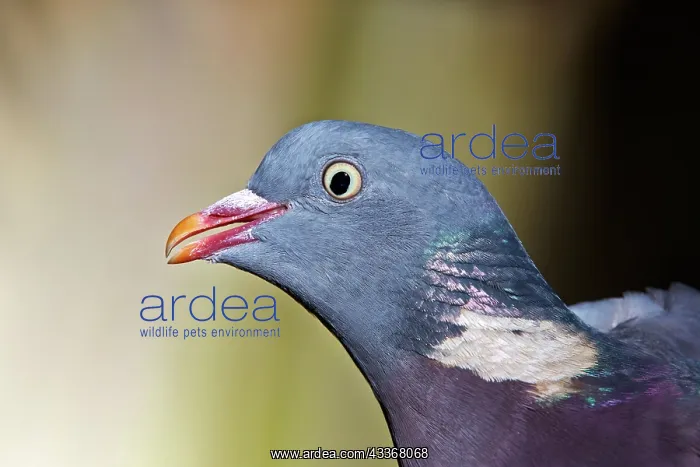 : 80190196 Wood Pigeon Basque Country, Pyrenees, France : 80190196 Wood Pigeon Basque Country, Pyrenees, France