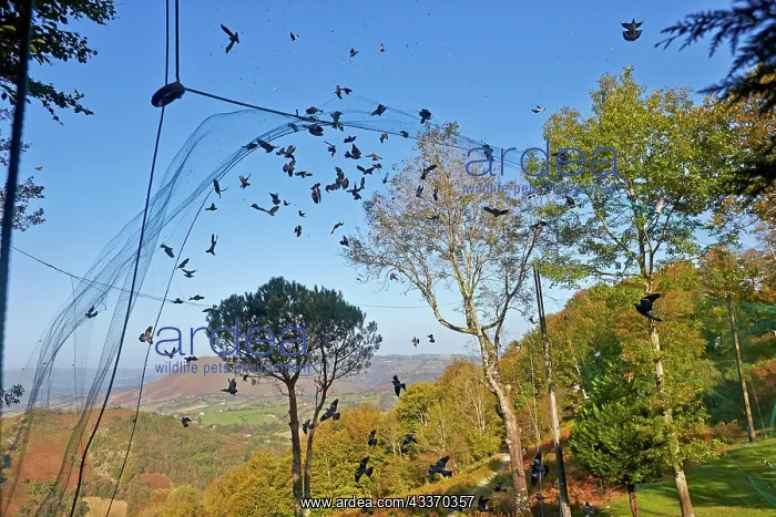 : 80190200 Wood Pigeon Hunting - with nets Basque : 80190200 Wood Pigeon Hunting - with nets Basque