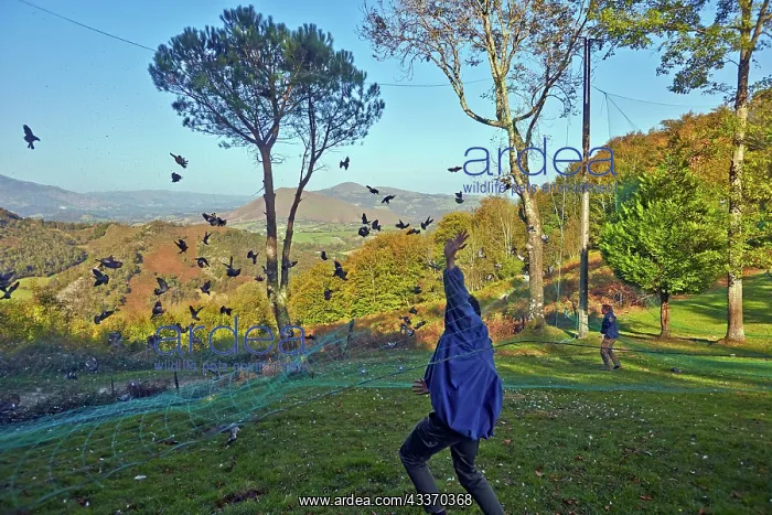: 80190201 Wood Pigeon Hunting - with nets Basque : 80190201 Wood Pigeon Hunting - with nets Basque