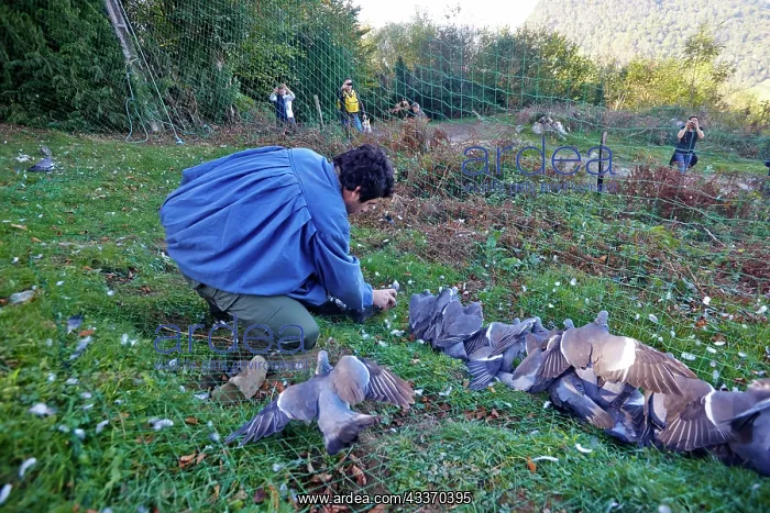  : 80190203 Wood Pigeon Hunting - with nets Basque