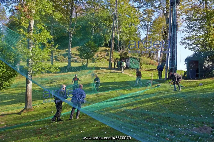 : 80190204 Wood Pigeon Hunting - with nets Basque : 80190204 Wood Pigeon Hunting - with nets Basque