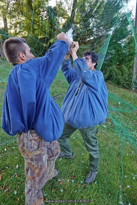 : 80190206 Wood Pigeon Hunting - with nets Basque : 80190206 Wood Pigeon Hunting - with nets Basque