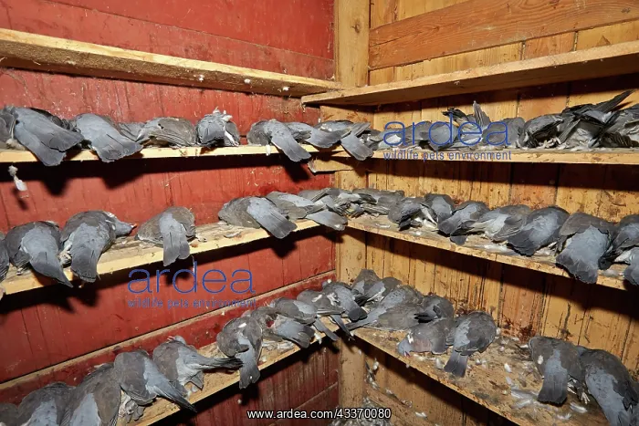 : 80190207 Wood Pigeon Hunting - dead birds Basque : 80190207 Wood Pigeon Hunting - dead birds Basque