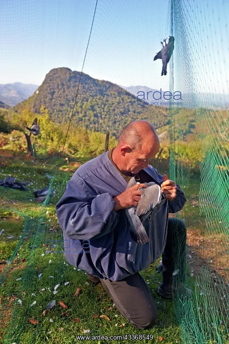  : 80190208 Wood Pigeon Hunting - with nets Basque