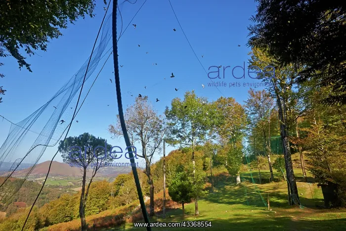 : 80190209 Wood Pigeon Hunting - with nets Basque : 80190209 Wood Pigeon Hunting - with nets Basque