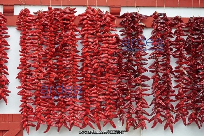 : 80190210 Peppers - drying in the sun Basque Country : 80190210 Peppers - drying in the sun Basque Country