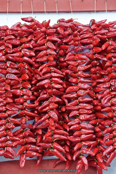  : 80190211 Peppers - drying in the sun Basque Country