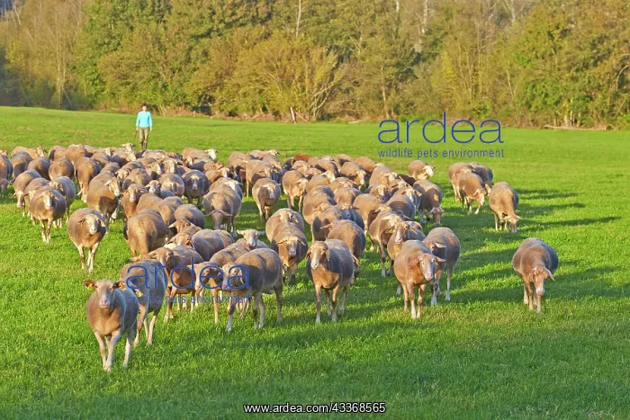 : 80190212 Sheep - flock Basque Country, Pyrenees : 80190212 Sheep - flock Basque Country, Pyrenees
