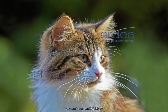: 80190213 Cat Alpes-Maritimes, France M. Watson All : 80190213 Cat Alpes-Maritimes, France M. Watson All