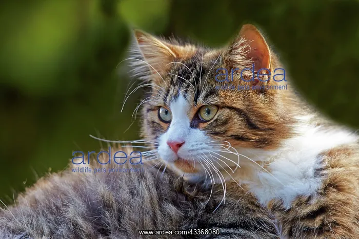  : 80190214 Cat Alpes-Maritimes, France M. Watson All