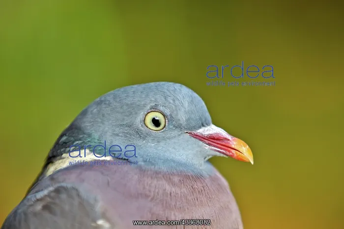 : 80190215 Wood Pigeon Basque Country, Pyrenees, France : 80190215 Wood Pigeon Basque Country, Pyrenees, France
