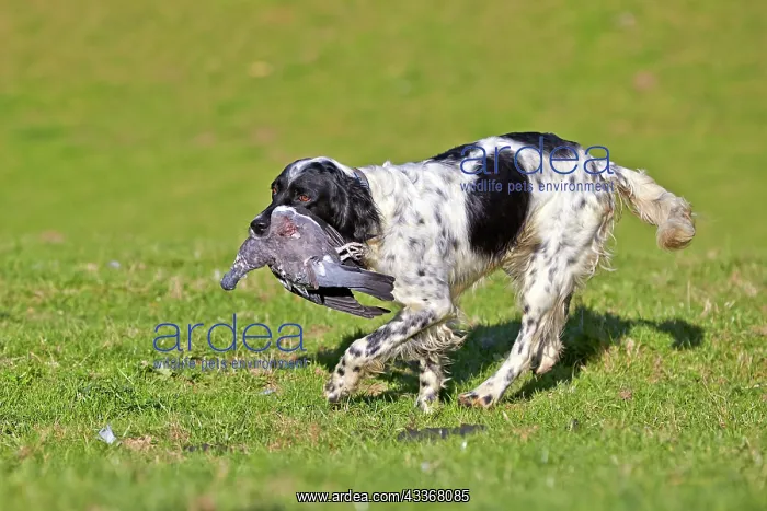 : 80190216 Dog - Spaniel with wood pigeon in mouth : 80190216 Dog - Spaniel with wood pigeon in mouth