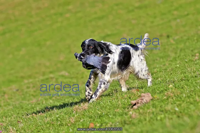 : 80190217 Dog - Spaniel with wood pigeon in mouth : 80190217 Dog - Spaniel with wood pigeon in mouth