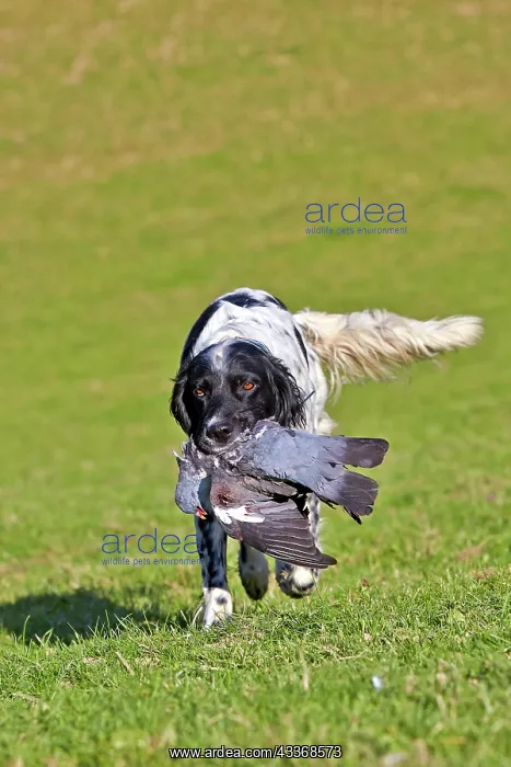 : 80190218 Dog - Spaniel with wood pigeon in mouth : 80190218 Dog - Spaniel with wood pigeon in mouth