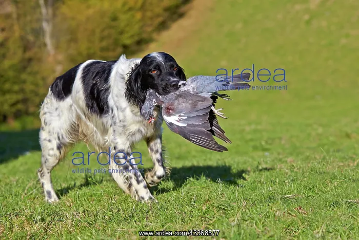 : 80190219 Dog - Spaniel with wood pigeon in mouth : 80190219 Dog - Spaniel with wood pigeon in mouth