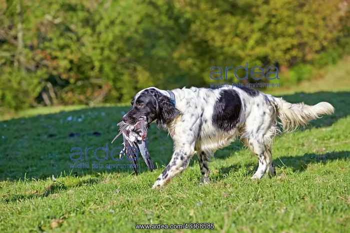: 80190220 Dog - Spaniel with wood pigeon in mouth : 80190220 Dog - Spaniel with wood pigeon in mouth