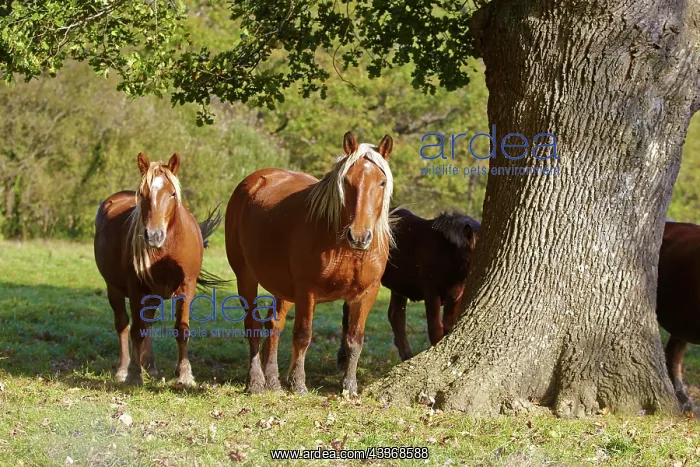 : 80190221 Basque Horse / Pottok in meadow Basque : 80190221 Basque Horse / Pottok in meadow Basque