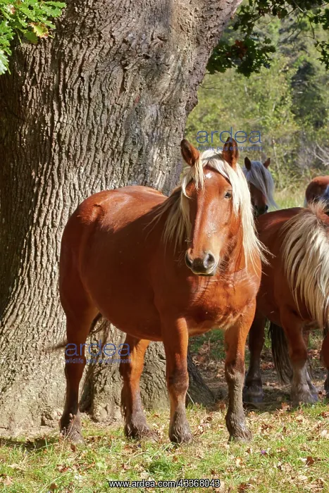 : 80190222 Basque Horse / Pottok in meadow Basque : 80190222 Basque Horse / Pottok in meadow Basque