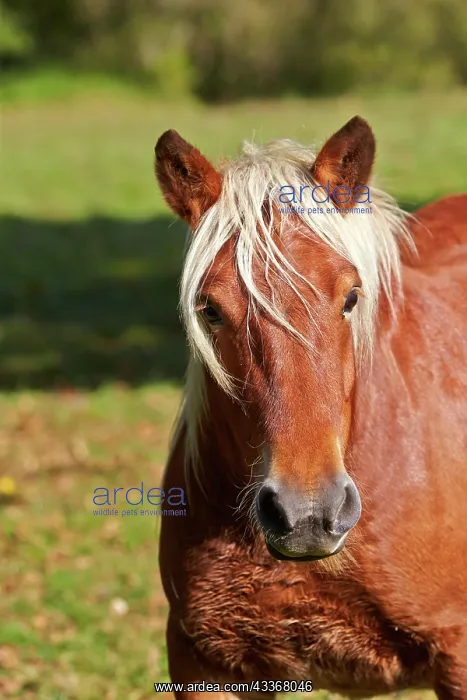 : 80190223 Basque Horse / Pottok in meadow Basque : 80190223 Basque Horse / Pottok in meadow Basque
