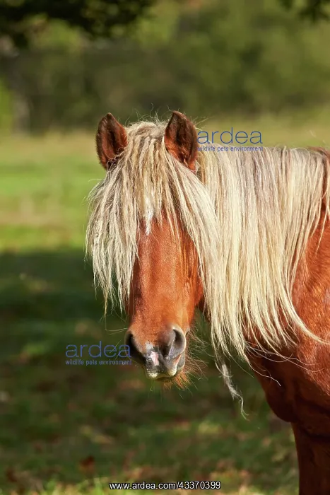 : 80190224 Basque Horse / Pottok in meadow Basque : 80190224 Basque Horse / Pottok in meadow Basque