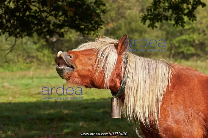 : 80190226 Basque Horse / Pottok in meadow - flehmen : 80190226 Basque Horse / Pottok in meadow - flehmen