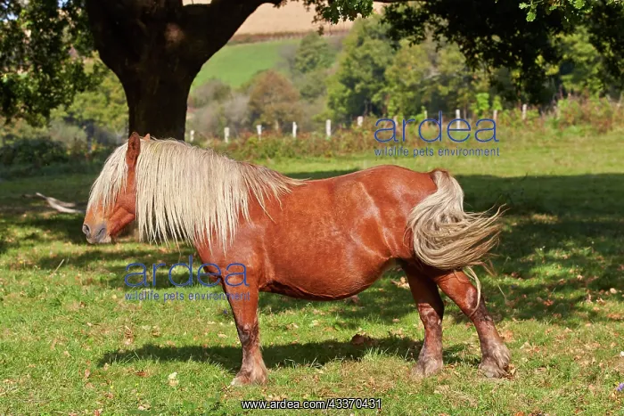 : 80190227 Basque Horse  /  Pottok in meadow Basque