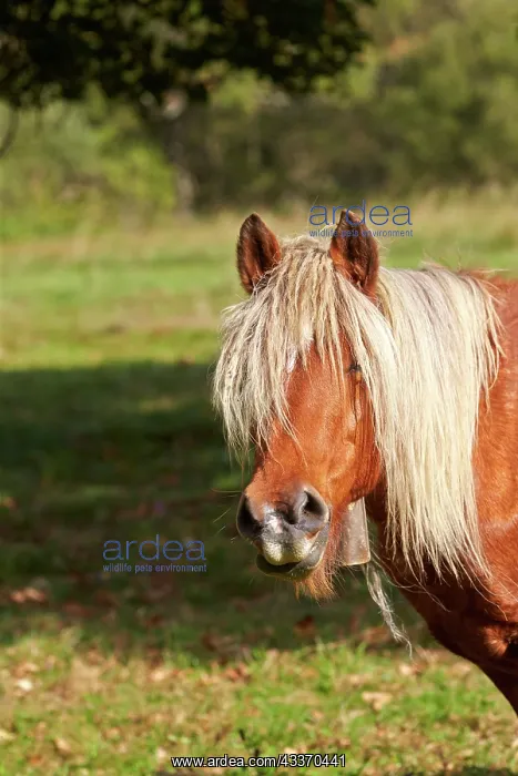 : 80190228 Basque Horse / Pottok in meadow Basque : 80190228 Basque Horse / Pottok in meadow Basque