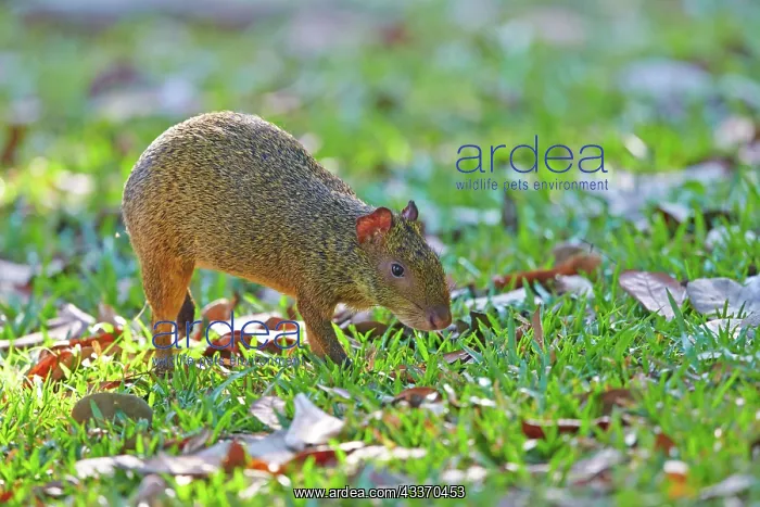 : 80190229 Azara's Agouti Pantanal area, Mato Grosso : 80190229 Azara's Agouti Pantanal area, Mato Grosso