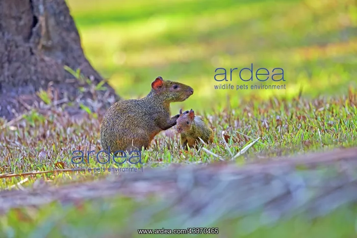  : 80190230 Azara's Agouti - mother and baby Pantanal