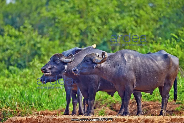 : 80190231 Water Buffalo / Domestic Asian Water Buffalo : 80190231 Water Buffalo / Domestic Asian Water Buffalo