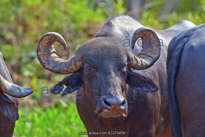  : 80190232 Water Buffalo  /  Domestic Asian Water Buffalo